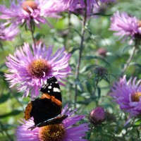 Michaelmas Daisy